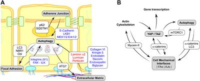 Mechanoautophagy: Synergies Between Autophagy and Cell Mechanotransduction at Adhesive Complexes